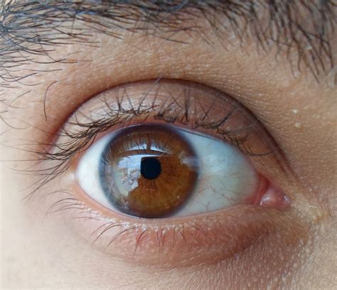 Beautiful Brown Eyes Color Hd