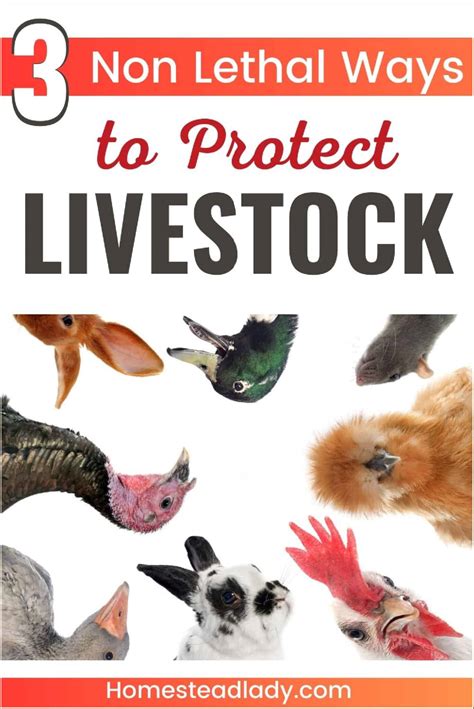 3 Non Lethal Ways To Protect Your Livestock From Predators Homestead Lady
