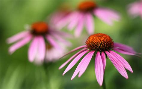 Echinacea A T From Native Americans White Rabbit Institute Of Healing