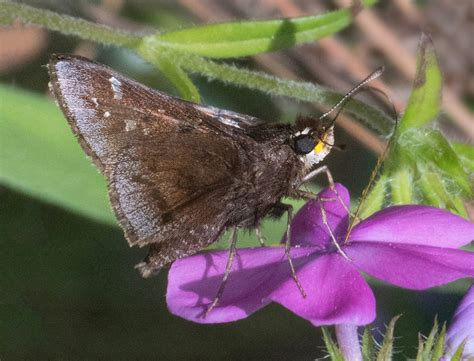 Dusted Skipper Alabama Butterfly Atlas