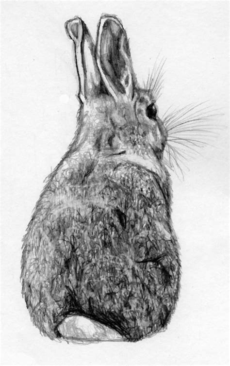 Hare Pencil Sketches Hare Brown Sketches Print Hares Pencil Ridley