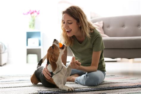 Best 30 Simple Ways To Keep Your Dog Busy Indoors Updated August 2023