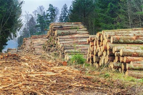 Piles Of Logs In The Forest Stock Photo Image Of Woodpile Tree 47469008