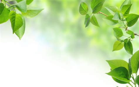 green leaves wallpapers top free green leaves backgrounds wallpaperaccess