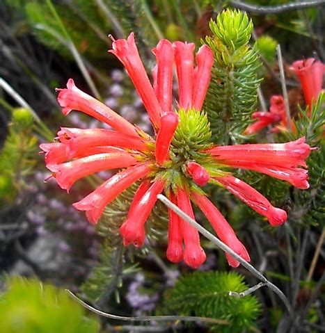 Photos of South African Plants - Category: Erica - Image: Erica abietina