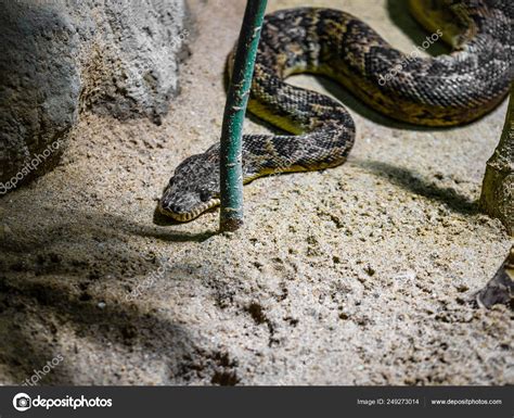 Black Tiger Snake Notechis Ater Humphreysi On Sand Russells Viper
