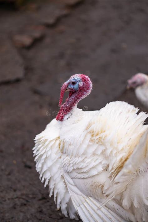 White Turkeys In The Countryside Stock Image Image Of Chicken