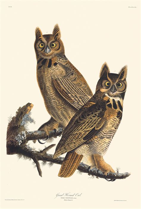 Audubon Havell Edition Pl 61 Great Horned Owl 50 Best Havells The