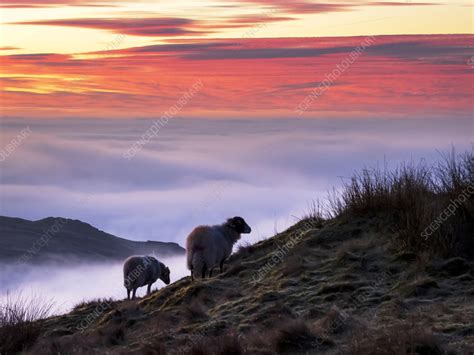Sheep Above Misty Valley Stock Image C0581949 Science Photo Library