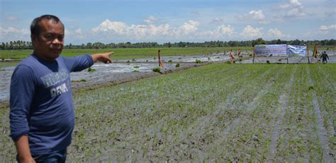 Szczegółowa meteoprognoza datu paglas, prowincja maguindanao, filipiny na dziś, jutro, weekend. RICE PLANTING RACE IN DATU PAGLAS BRINGS JOY TO THE ...