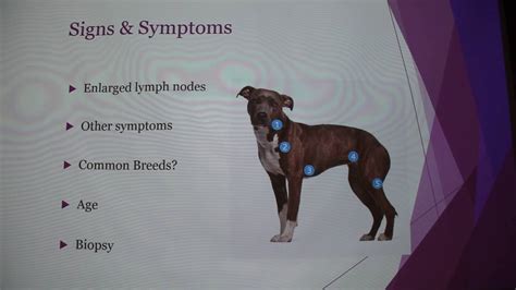 Since lymphoma can arise from various organs, symptoms are not always the same. Canine Lymphoma - YouTube