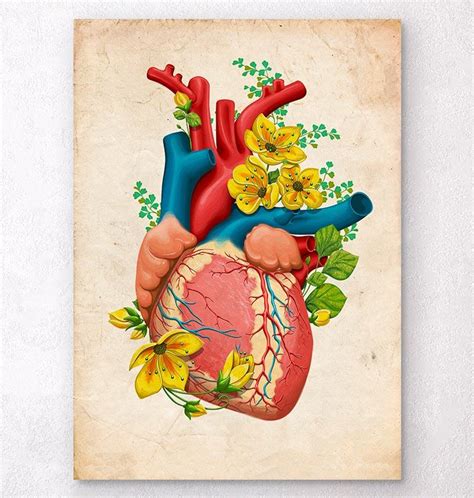 Herz Anatomie Anatomie Kunst Codex Anatomicus®