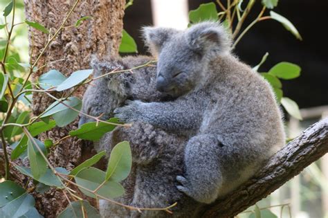Animales Salvajes Fauna De Australia