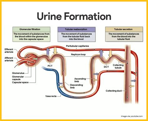 Urinary System Anatomy Cheat Sheets Glomerular Filtration Tubular Sexiz Pix