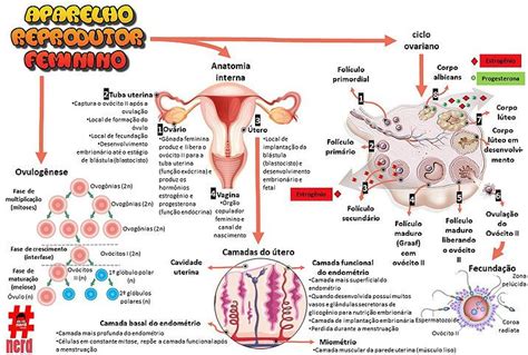Mapa Gigante Sistema Reprodutor Feminino Anatomia Medicina Livros De