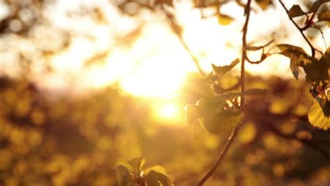 Early Morning Sun Comes Up Through Apple Trees At Sunrise Time Lapse