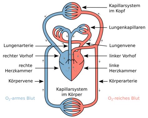 Herz Kreislauf System Taucherpedia