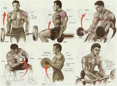 Blast Biceps Biceps Workout Gym Workout Chart Gym Workouts