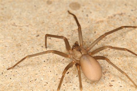 Brown Recluse Spider Look Alike