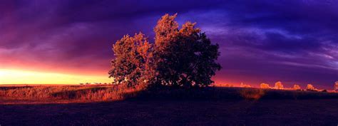 Wallpaper Sunlight Trees Landscape Sunset Night Nature