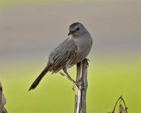 Gray Catbird Zoopedia Wiki Fandom