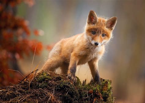 Baby Fox Wallpapers Top Free Baby Fox Backgrounds Wallpaperaccess