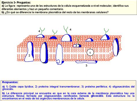 Kennymedicina Entrada 8 Estructura De Las Membranas Biológicas Mosaico