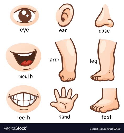 Body Parts Clip Art