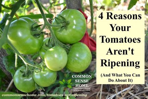 4 Reasons Your Tomatoes Arent Ripening Or Turning Red Fall