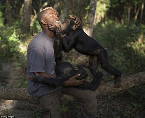 Chimpanzees In Guinea Prepare To Be Released To The Wild After Decade