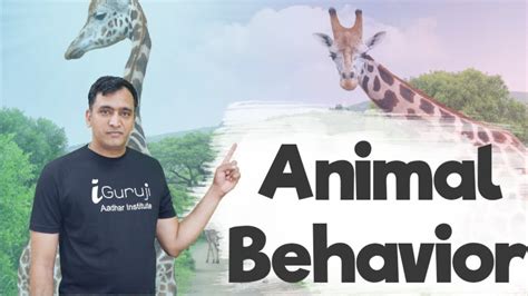 Animal Behavior Youtube