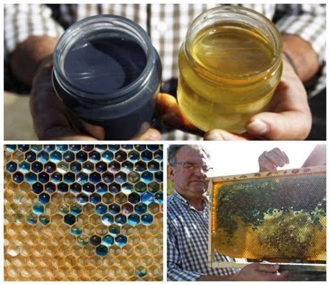 Beekeepers In France Were Puzzled Over Their Hives Producing Blue Honey