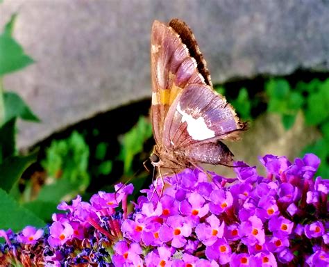 Brown and white Butterfly. | White butterfly, Butterfly bush, Butterfly