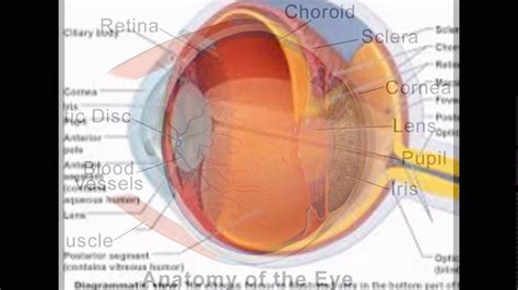 Choroid Function Eye Youtube