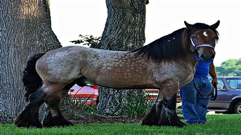 amazing facts   ardennes horse    oldest draft breed   word horse spirit