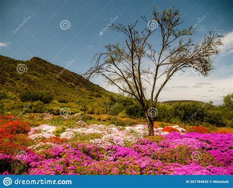 Indigenous Plants Flora Western Cape South Africa Stock Photo Image