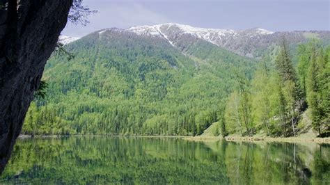 CGTN Nature Altai Mountains Series Episode 5 Taiga Forest CGTN