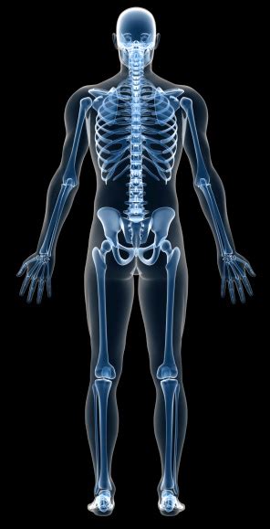 Human Skeleton Pictures Images And Stock Photos Istock