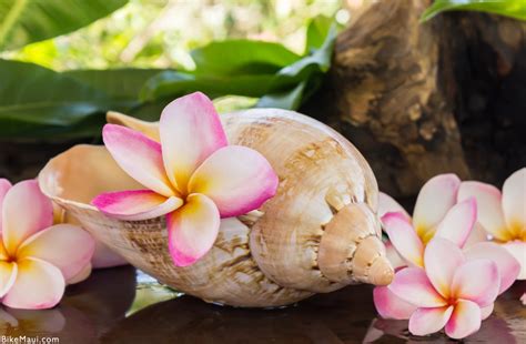 A friend in the islands provides fun and informative hawaii related resources including fun hawaii theme luau games as well as tips and suggestions to easily create a hawaii theme luau or wedding anywhere! Plumeria Flower | Maui Plant of the Month