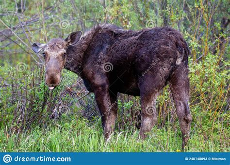 Female Moose Alces Alces Eating In Wilson Jackson Hole Wyoming In Late May Stock Image Image