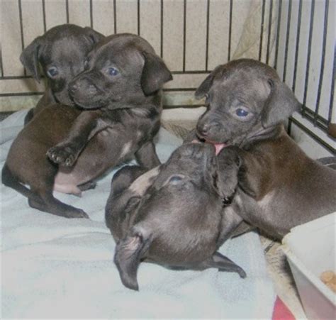 Search for dogs puppies chihuahua. Italian Greyhuahua (Italian Greyhound Chihuahua Mix) Info ...