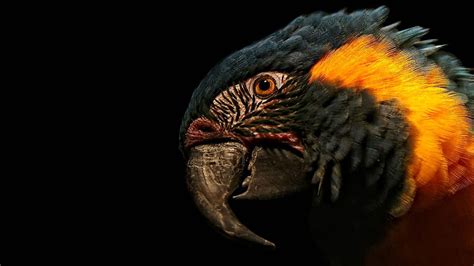 Animals Parrots Feather Macro Beak Head Hd Wallpaper Pxfuel