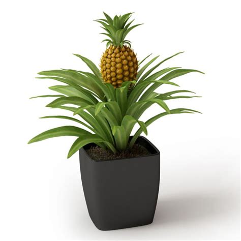 These fruits are packed in vacuum packages eliminating oxygen. Pineapple Potted Tree With Fruit 3D Model OBJ | CGTrader.com