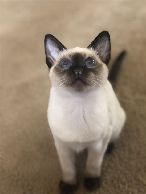 Meet Tiki Our Beautiful Siamese Kitten Raww