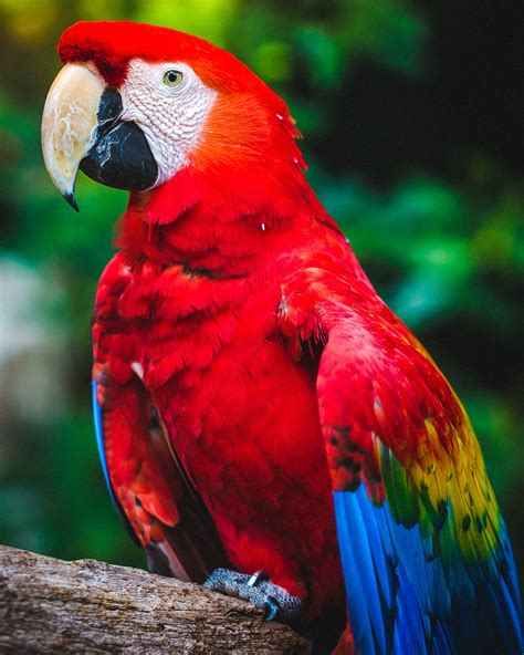Download Wallpaper 2072x2590 Parrot Macaw Bird Beak
