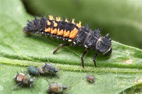 Ladybug Larva And Aphids Photograph By Matthias Lenke Fine Art America