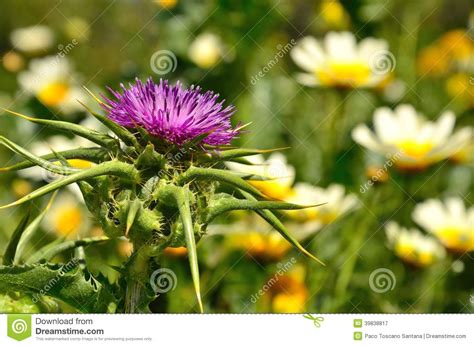Milk Thistle Flower Daisies Background Stock Photos Free And Royalty