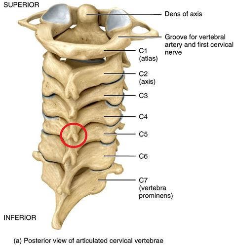 Labeled Diagram Of Cervical Spine