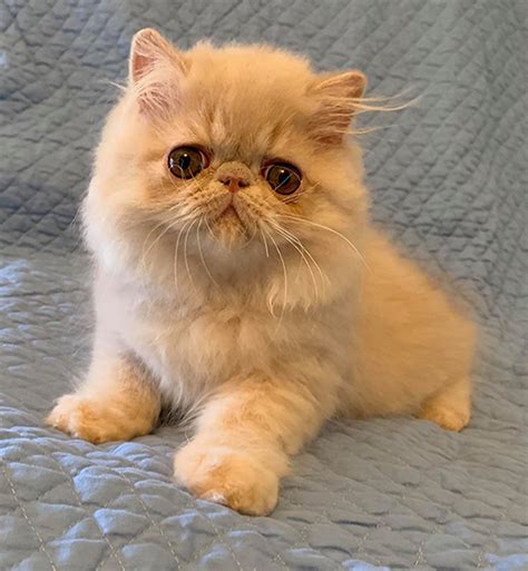 Cream Male Persian Kitten Available Windy Valley Persian Cats