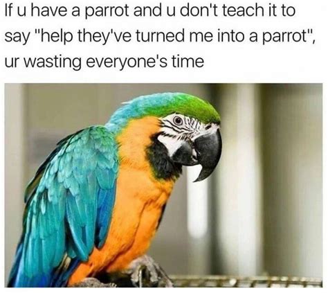 If You Have A Parrot Meme Parrot Funny Parrots Funny Parrot